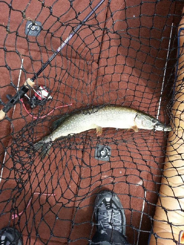 7/28/13 - Bonus Fish near Westford