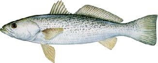 Weakfish