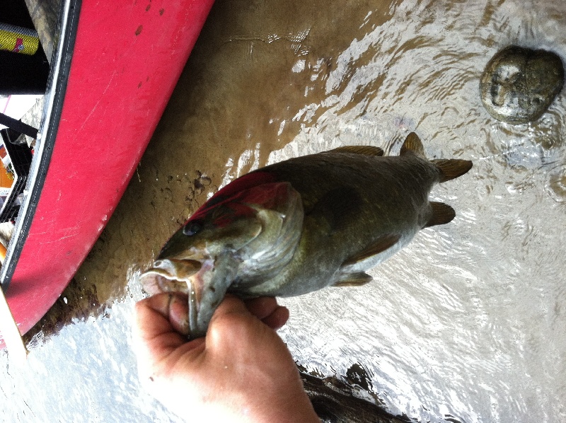 Pomfret fishing photo 2