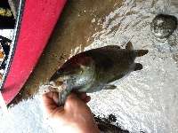 CT River Smallie's Fishing Report