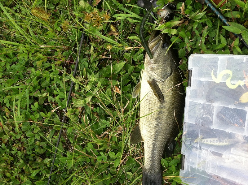 Farm pond