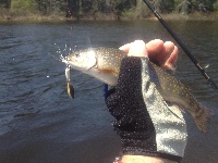 trout  Fishing Report