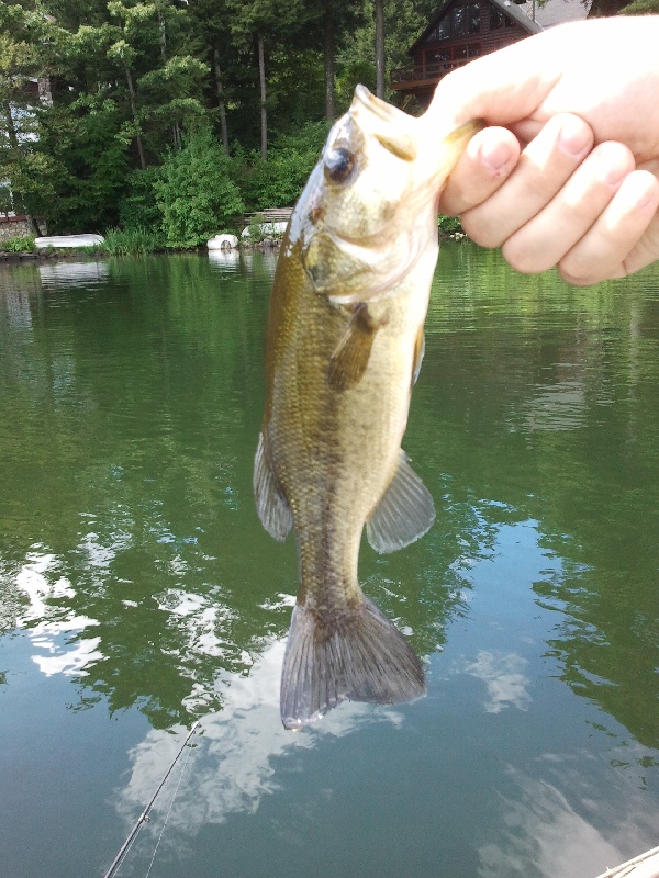 LMB near Bennington