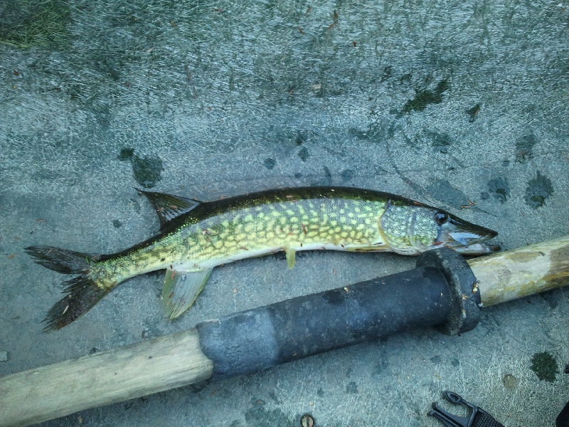 Pickerel near Glastenbury