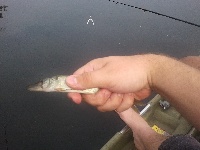 Ashmere Lake 8/27 Fishing Report
