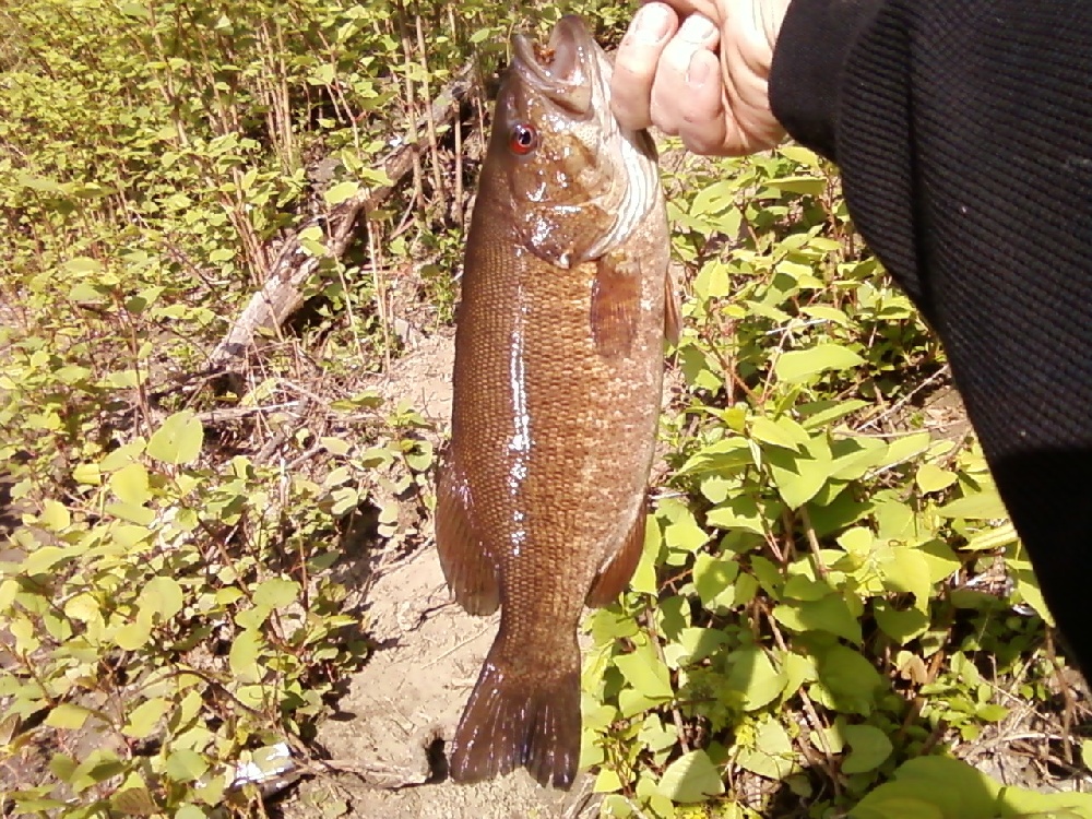 small mouth near Rockingham