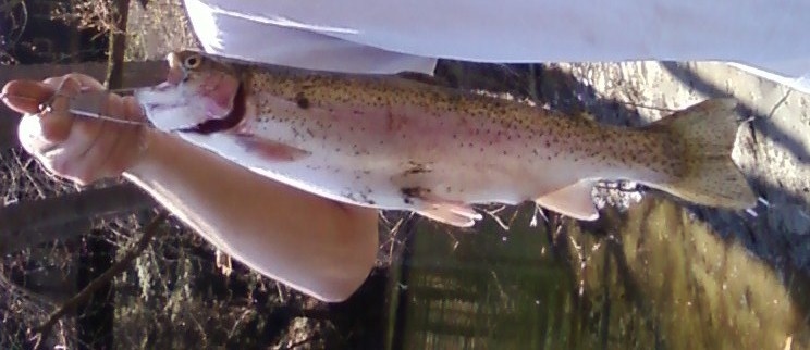 18" trout