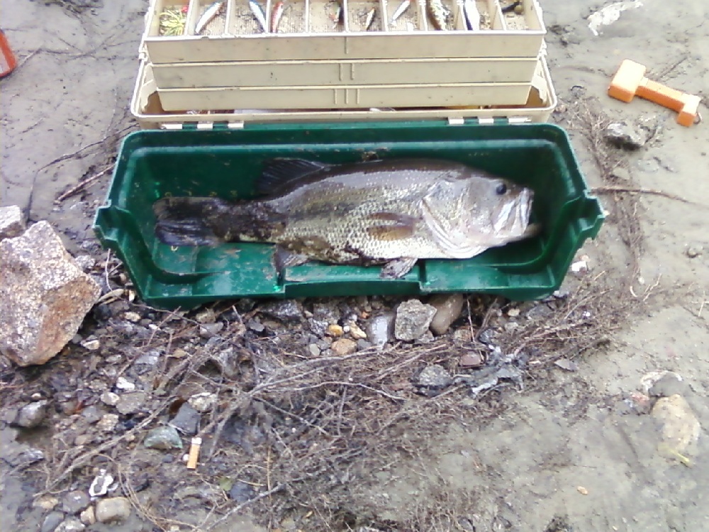 largemouth Bass near Landgrove