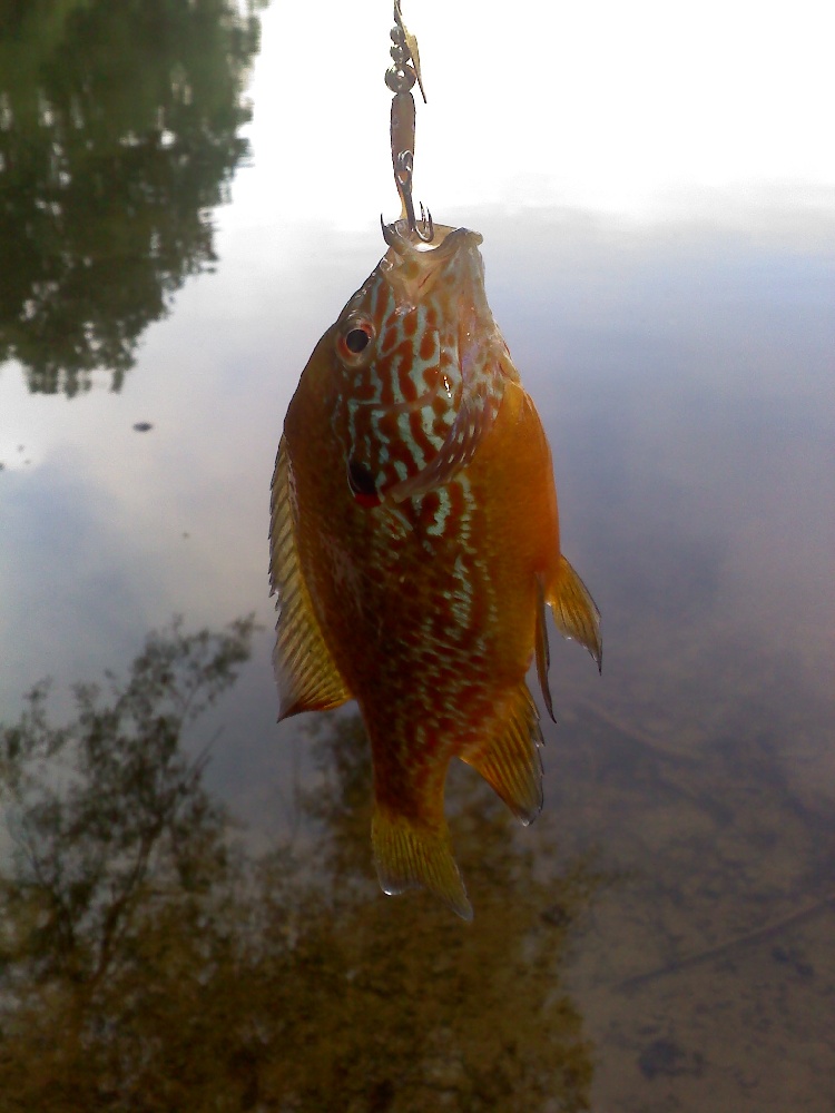 Sunfish