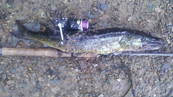 Norton Pickerel
