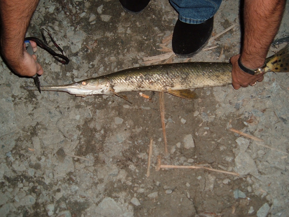 Gar/ Singing Cedars near Essex