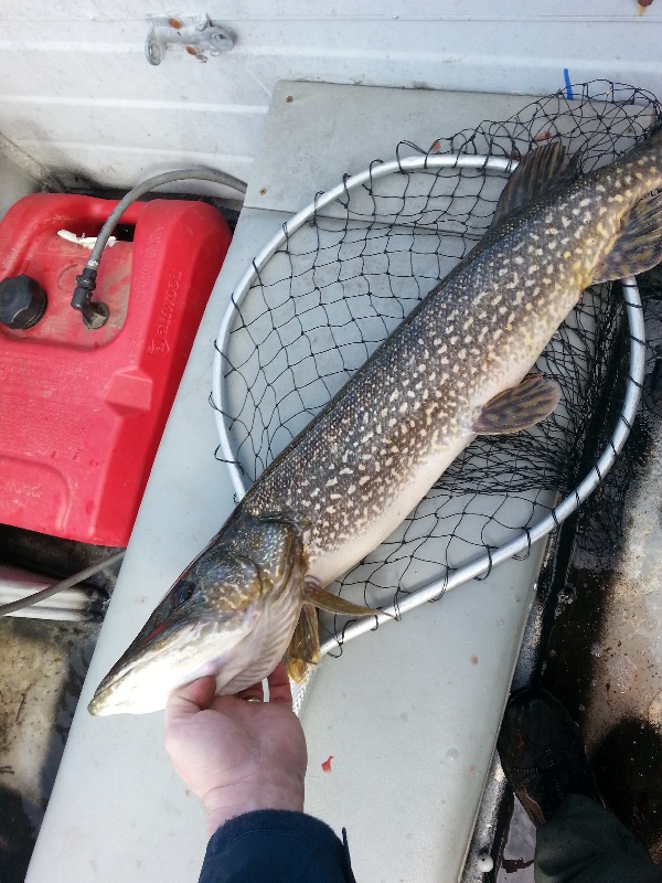 Northern Pike near Putney