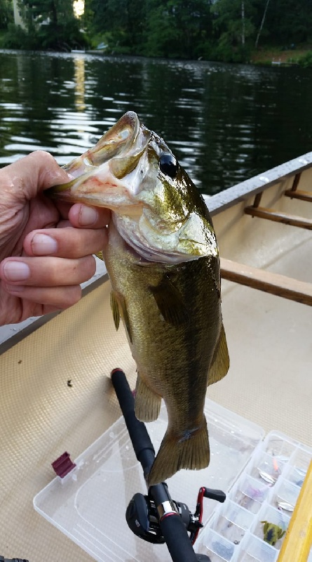 Largemouth 