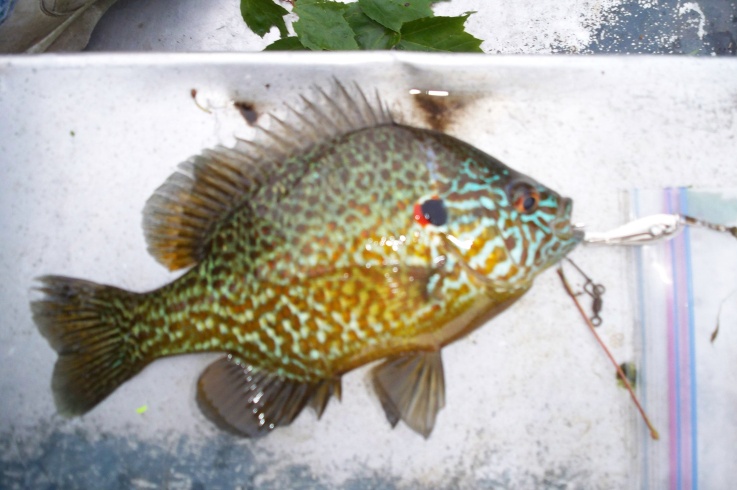 June Pumpkinseed