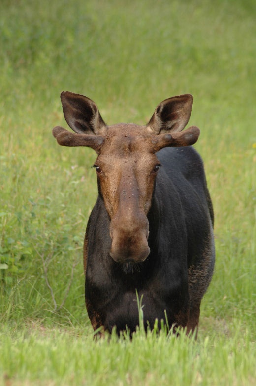 Resident of Pittsburg, NH