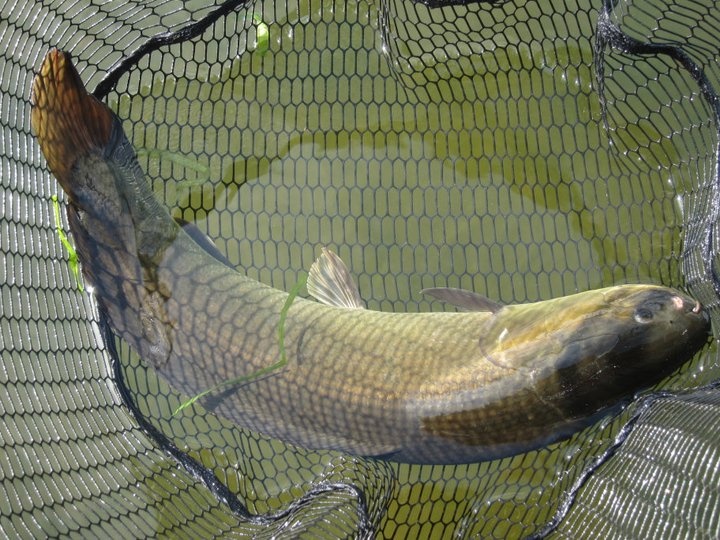 The Bowfin near Fletcher