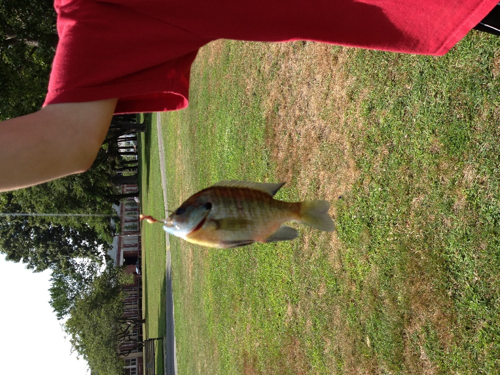 Nice bluegill from lake quannapowitt