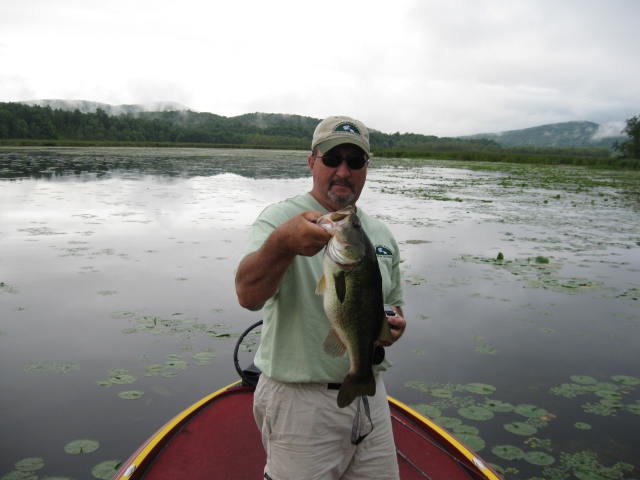 Typical frog fish on Champlain