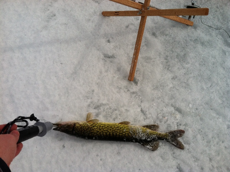 Pickerel near Readsboro