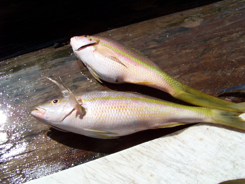 Yellow Snapper