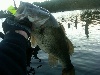 Bad Larry Largemouth