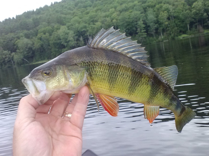 Concord fishing photo 2