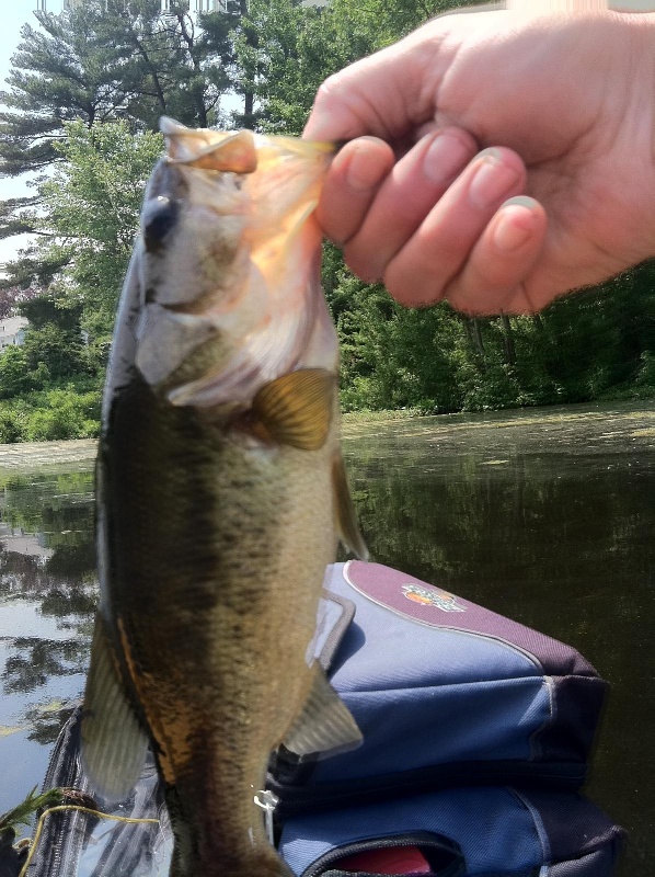 Another bass by darren wisniewski