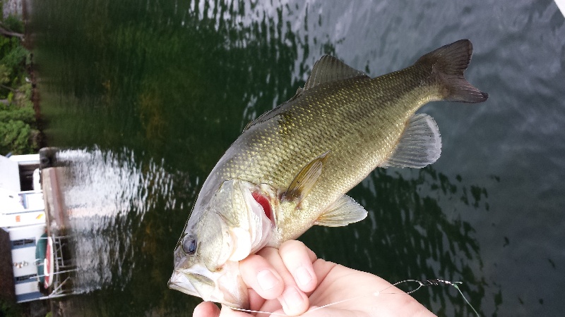 Benson fishing photo 5